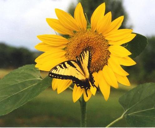  جمال الخالق فيما ابدع Sunflower-with-butterfly
